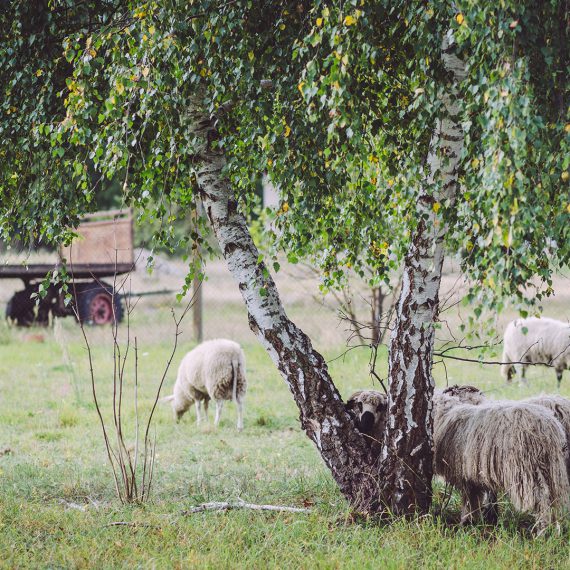 Schafe in Kotzen (Havelland, Brandenburg)