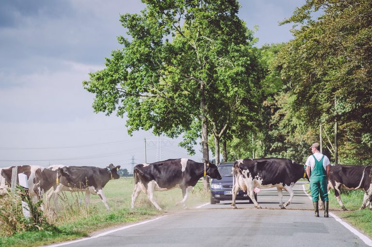 Kühe gehen mit Bauern über die Straße in Nordpol (Wiefelstede, Niedersachsen)