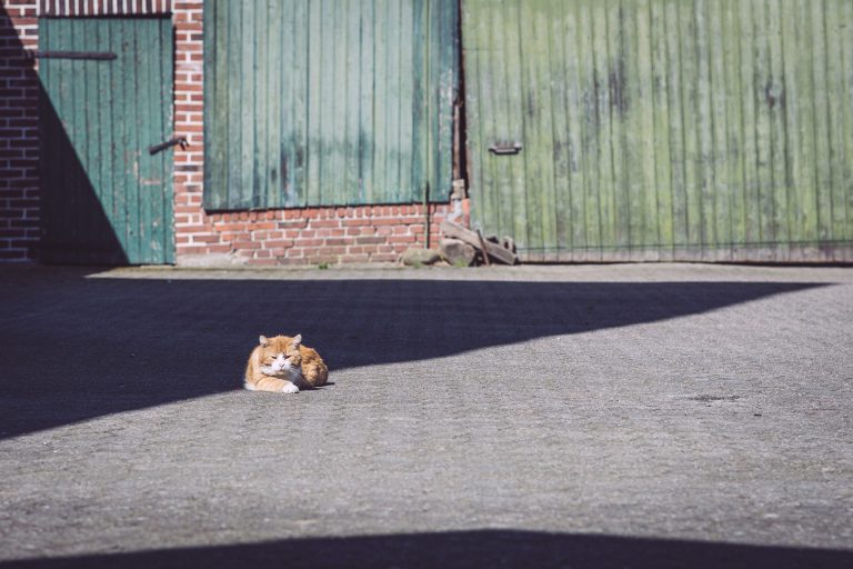 Katze in Köhlen (Geestland, Niedersachsen)