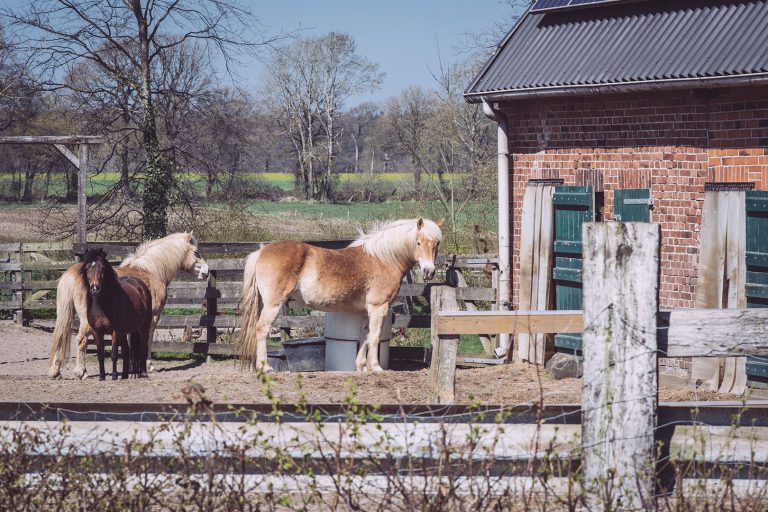 Pferde in Köhlen (Geestland, Niedersachsen)