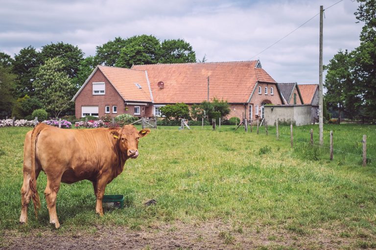 Kuh vor Anwesen in Immer (Ganderkesee, Niedersachsen)