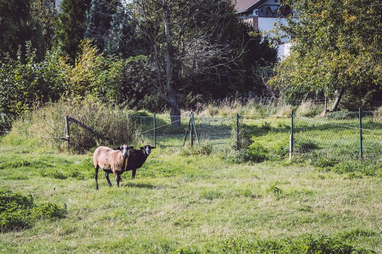 Schafe in Teicha (Petersberg, Sachsen-Anhalt)