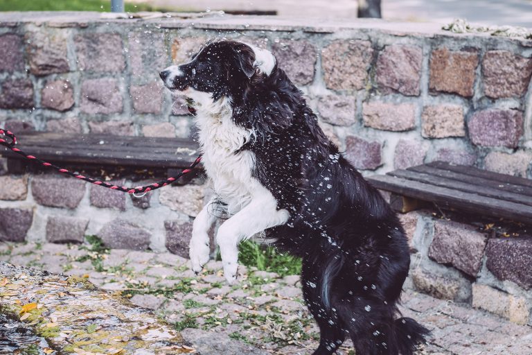 Hund in Teicha (Petersberg, Sachsen-Anhalt)