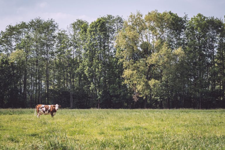 Kuh auf Weide in Drüber (Northeim, Niedersachsen)