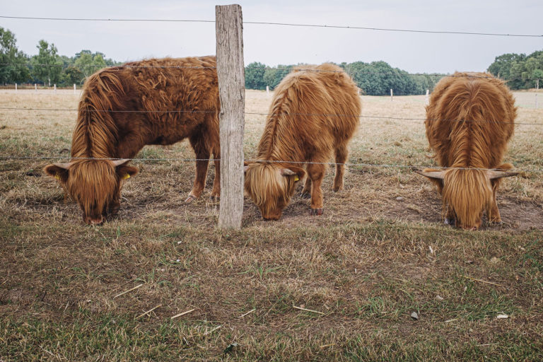Rinder in Kleinenkneten (Wildeshausen, Niedersachsen)