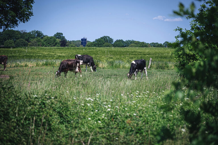 Kühe in Ostereistedt (Rotenburg, Niedersachsen)