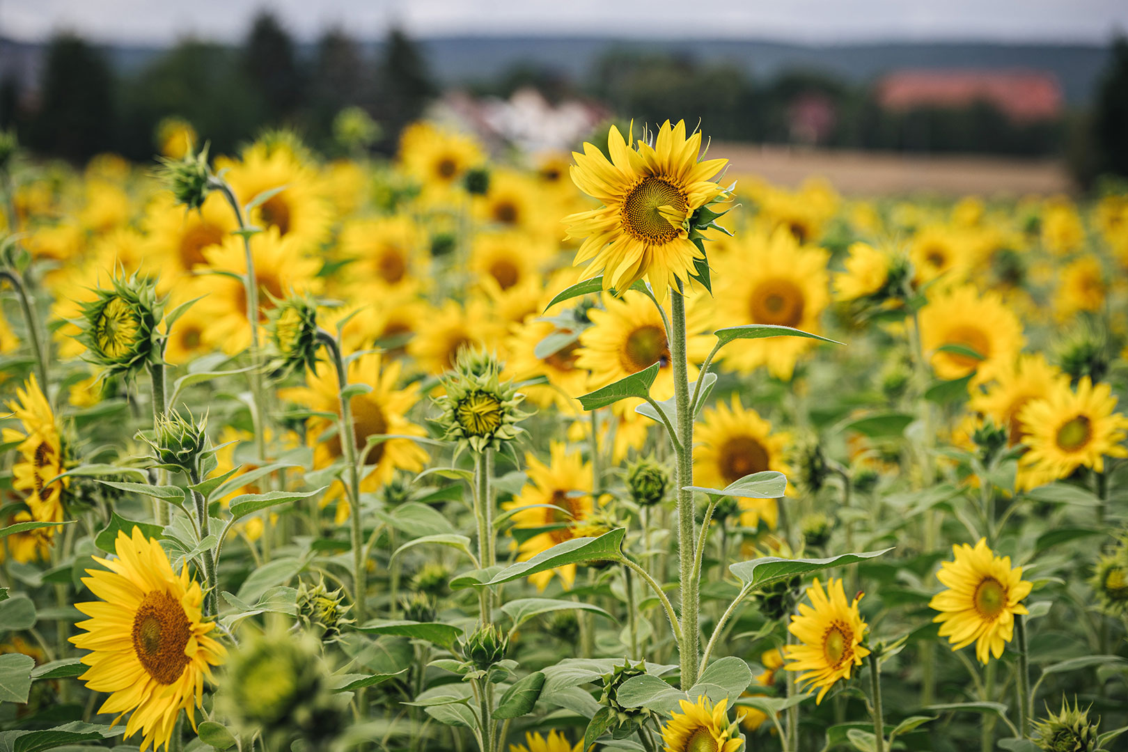 Mittelpunkt Deutschlands Niederdorla Thüringen